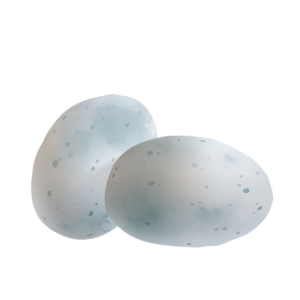 Eggs