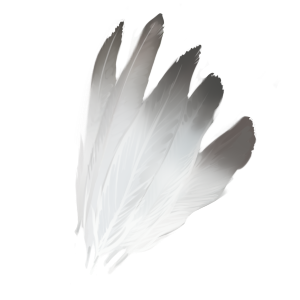 Feathers