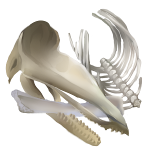 Large Bones