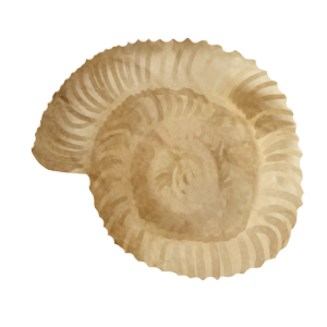 Fossil